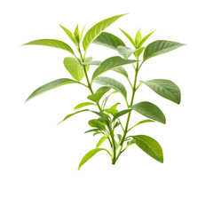 Vibrant Young Green Plant Thriving in Dark Soil A Stunning Close-Up