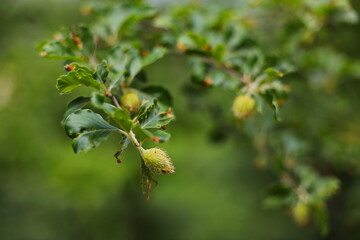 European beech tree (Fagus sylvatica)