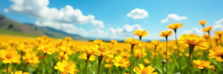 Fototapeta premium Sunny field of yellow marigold flowers swaying in wind, campo, sol, naturaleza