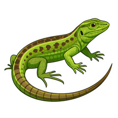 Fototapeta premium a clean vector art illustration of a realistic lizard, isolated on a pure white background. The lizard should have detailed scales, vibrant green and brown tones, and a dynamic, natural pose.