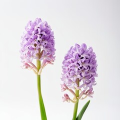 Beautiful Purple Hyacinth Flowers Isolated on Light Background