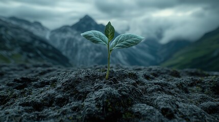 Seedling rises from soil with mountains in background