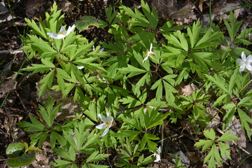 Beautiful and bright nature, floral background. White blooming flowers, plants grow in the forest in the rays of sunlight.