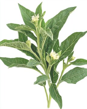 Close up of buttonweed plant with white flowers and green leaves against a white background studio shot botanical beauty