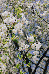 tree with white flowers in full bloom. The tree is surrounded by a blue sky. The flowers are in different stages of flowering. cherry fruit tree in the garden. spring gardening time.