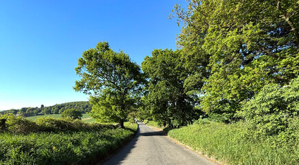 A country road winds through lush green foliage under a  blue sky. Sunlight filters through the leaves, creating a peaceful scene, perfect for a drive or walk on, Eccup Lane, Alwoodley, Leeds. UK