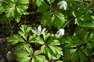 Beautiful and bright nature, floral background. White blooming flowers, plants grow in the forest in the rays of sunlight.