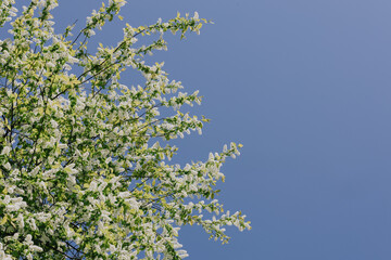 tree with white flowers in full bloom. The tree is surrounded by a blue sky. The flowers are in different stages of flowering. cherry fruit tree in the garden. spring gardening time.