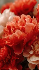 Close-up of Vibrant Red and White Peonies in Full Bloom, Soft Lighting, Intimate View, Floral Still Life, Garden Flowers