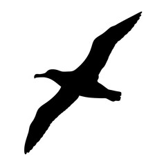 Black silhouette of albatross flying graphic vector seabird illustration clip art design element