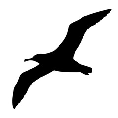 Albatross silhouette vector image for wildlife enthusiasts and bird watchers download now free use