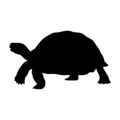 Isolated silhouette of a tortoise walking slowly, tortoise animal, reptile, shell, wildlife, pet
