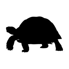 Silhouette of a turtle walking graphic vector illustration reptile pet animal tortoise wildlife nature