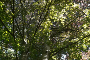 Teilaufnahme einer alten Blutbuche (Fagus sylvatica purpurea) im Mai 