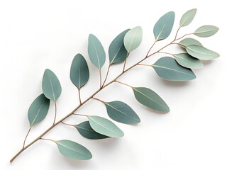 High-resolution photo of a single eucalyptus branch with muted green leaves placed diagonally on a pure white background, soft daylight, top-down view, minimal natural composition.