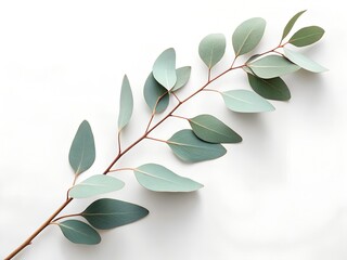 High-resolution photo of a single eucalyptus branch with muted green leaves placed diagonally on a pure white background, soft daylight, top-down view, minimal natural composition.