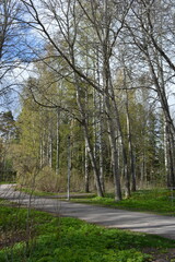 Beautiful forest area with tall green spruce trees, firs, birches, bushes, grass, bright flowers, meadows in forest Espoo, Finland. Forest wilderness with old trees, roots, green old wood, rotten bran