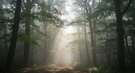 Obraz premium Forest with Sun Beams, Photos