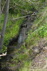 Beautiful forest nature, green grass, flowers, different plants grow near a stream with brown stones in the city of Espoo, Finland.