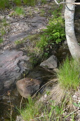 Beautiful forest nature, green grass, flowers, different plants grow near a stream with brown stones in the city of Espoo, Finland.