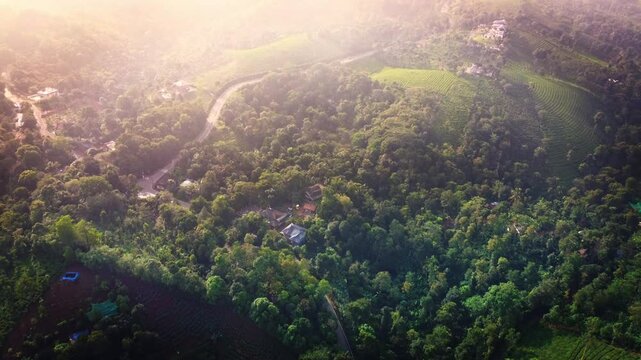Vagamon tea estate lit by morning sun. Vagamon is a hill station located in Kottayam- Idukki border of Kerala.
