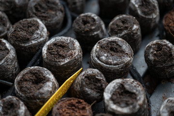 Detail of small seedlings with soil.