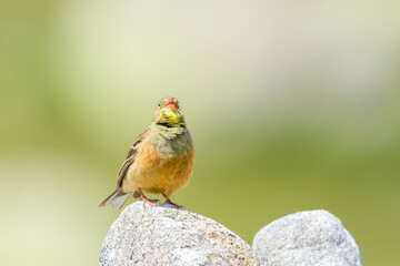 Ortolan bunting male front singing
