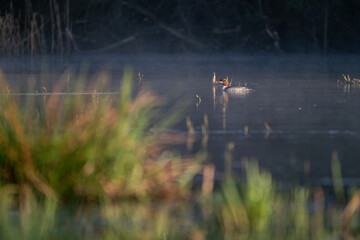 A large guinea fowl bird on the surface.