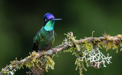 Hummingbird in the rainforest of Costa Rica