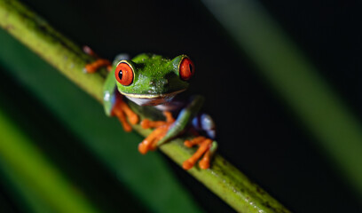 Red-eyed tree frog in Costa Rica 