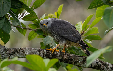 A hawk in Costa Rica 