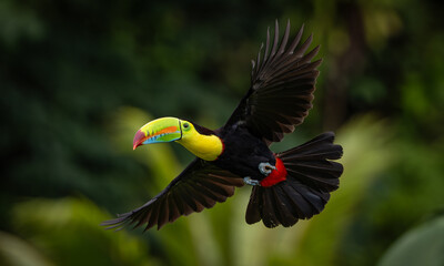 A toucan in the rainforest of Costa Rica