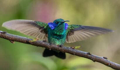 Hummingbird in the rainforest of Costa Rica