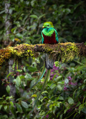 Resplendent quetzal in Costa Rica 