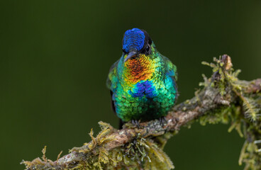 Hummingbird in the rainforest of Costa Rica