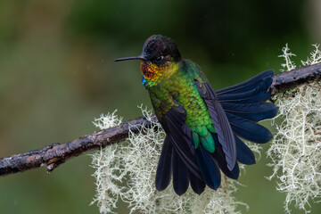 Hummingbird in the rainforest of Costa Rica