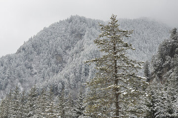 The pine forest mountains are covered with snow in winter.