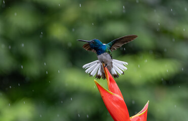 Hummingbird in the rainforest of Costa Rica