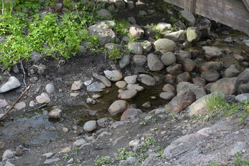 Beautiful forest nature, green grass, flowers, different plants grow near a stream with brown stones in the city of Espoo, Finland.