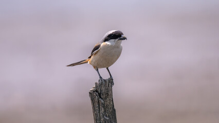 great tit perched on a branch