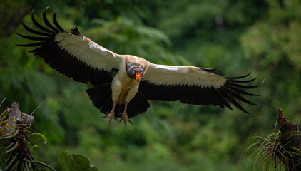 King vulture in the rainforest of Costa Rica