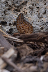 Close up of a fresh morel mushroom growing in garden mulch in Oregon. Morels are a large part of the culinary culture in the USA.