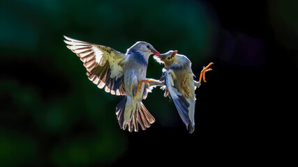 hummingbird feeding on a flower