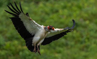 King vulture in the rainforest of Costa Rica