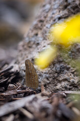 Close up of a fresh morel mushroom growing in garden mulch in Oregon. Morels are a large part of the culinary culture in the USA.