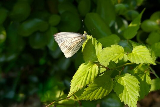 melete butterfly perched on green foliage