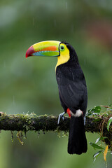 A toucan in the rainforest of Costa Rica