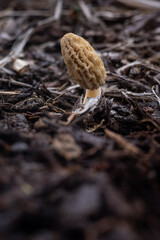 Close up of a fresh morel mushroom growing in garden mulch in Oregon. Morels are a large part of the culinary culture in the USA.