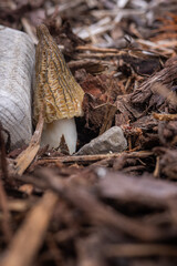 Close up of a fresh morel mushroom growing in garden mulch in Oregon. Morels are a large part of the culinary culture in the USA.