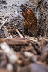 Close up of a fresh morel mushroom growing in garden mulch in Oregon. Morels are a large part of the culinary culture in the USA.